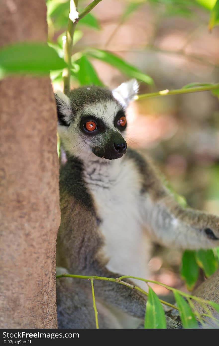 Close-up of a ring-tailed lemur in natural habitat. Close-up of a ring-tailed lemur in natural habitat