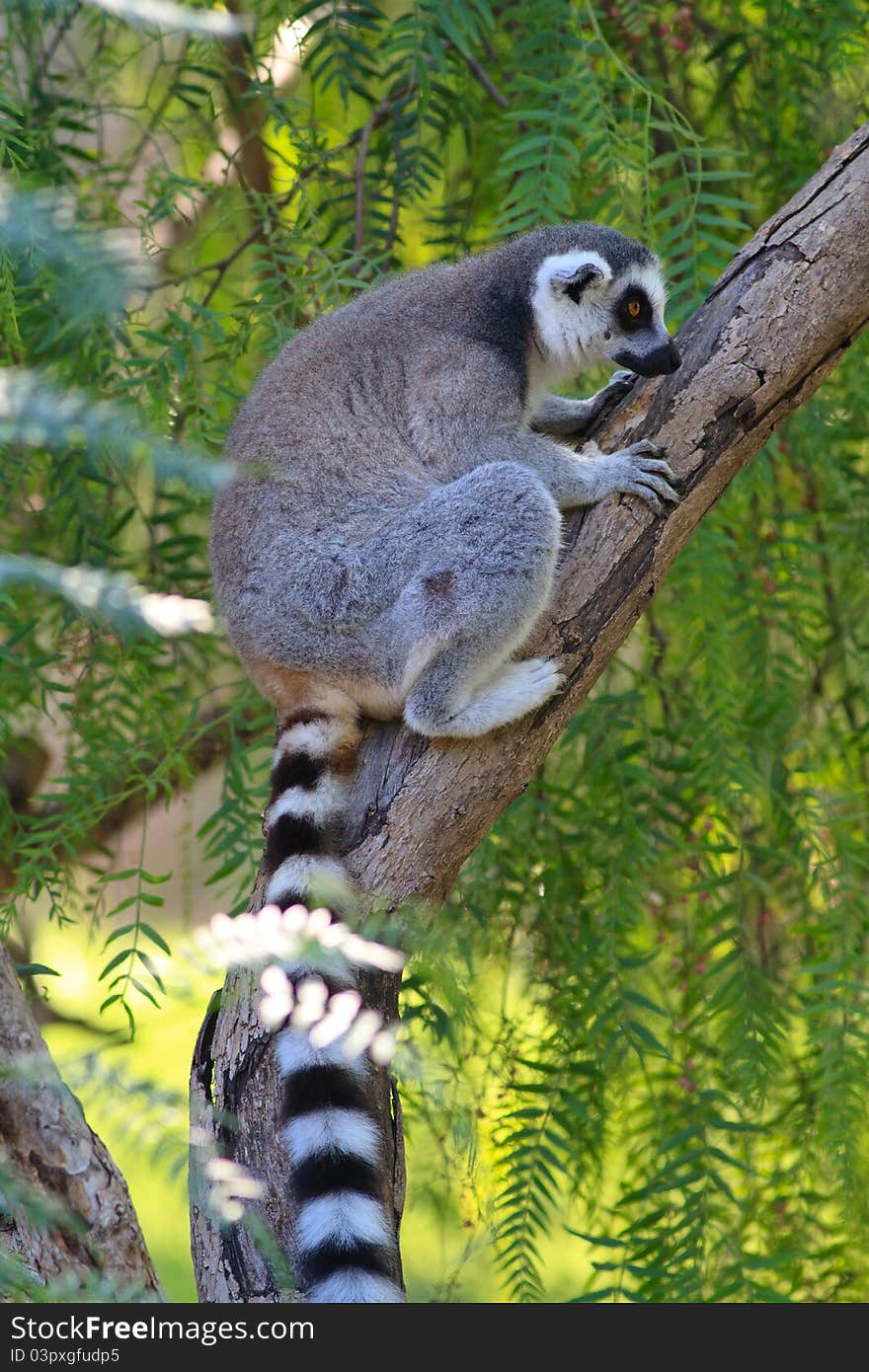 Close-up of a ring-tailed lemur in natural habitat. Close-up of a ring-tailed lemur in natural habitat