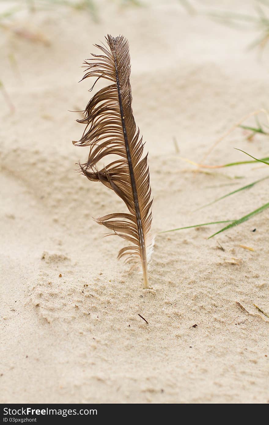 Old feather blown by the wind on the beach. Old feather blown by the wind on the beach