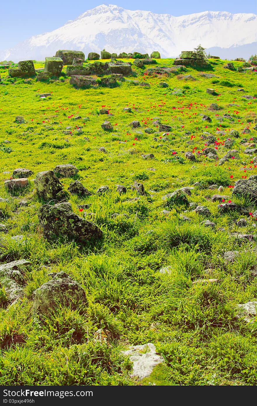 Image of meadow with fowers