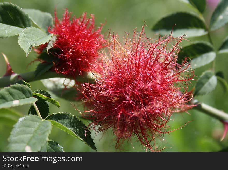 Mature gall on Dog Rose