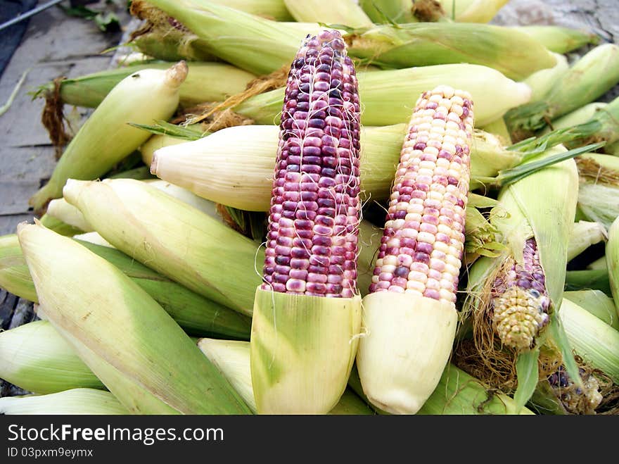 Corn