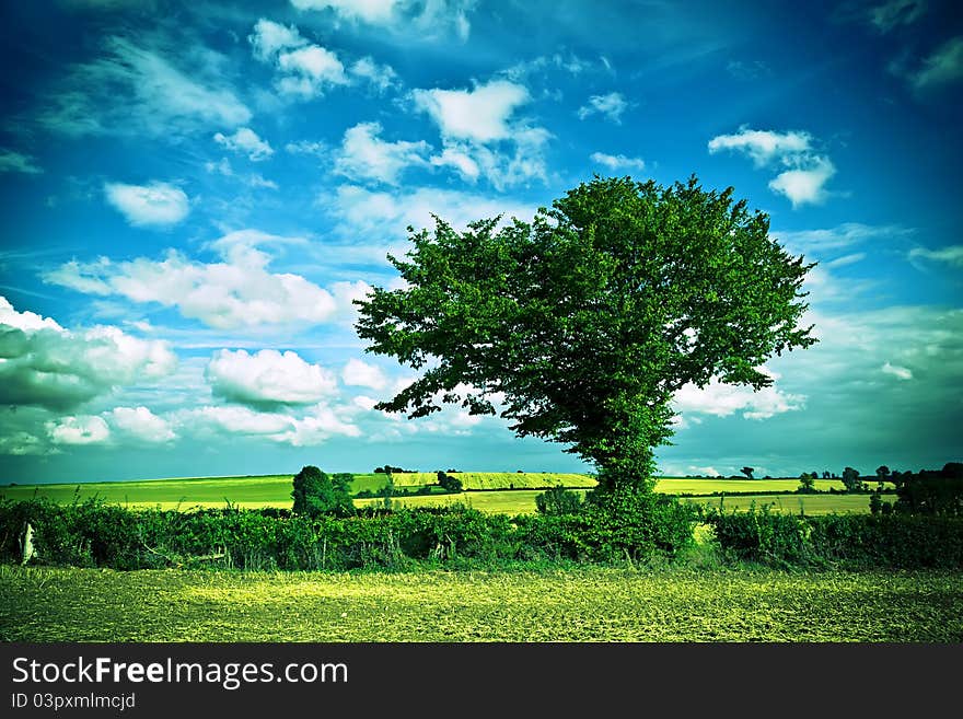 Tree on the middle of the field. Tree on the middle of the field