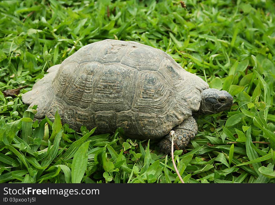 Turtle walks so slow on the yard