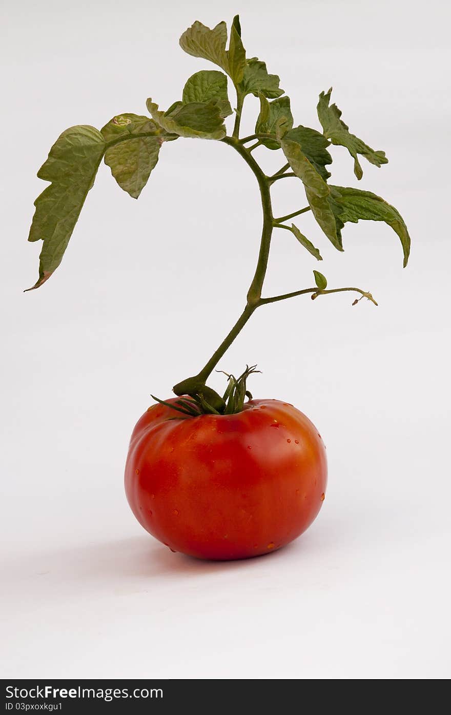 Tomato on a white background