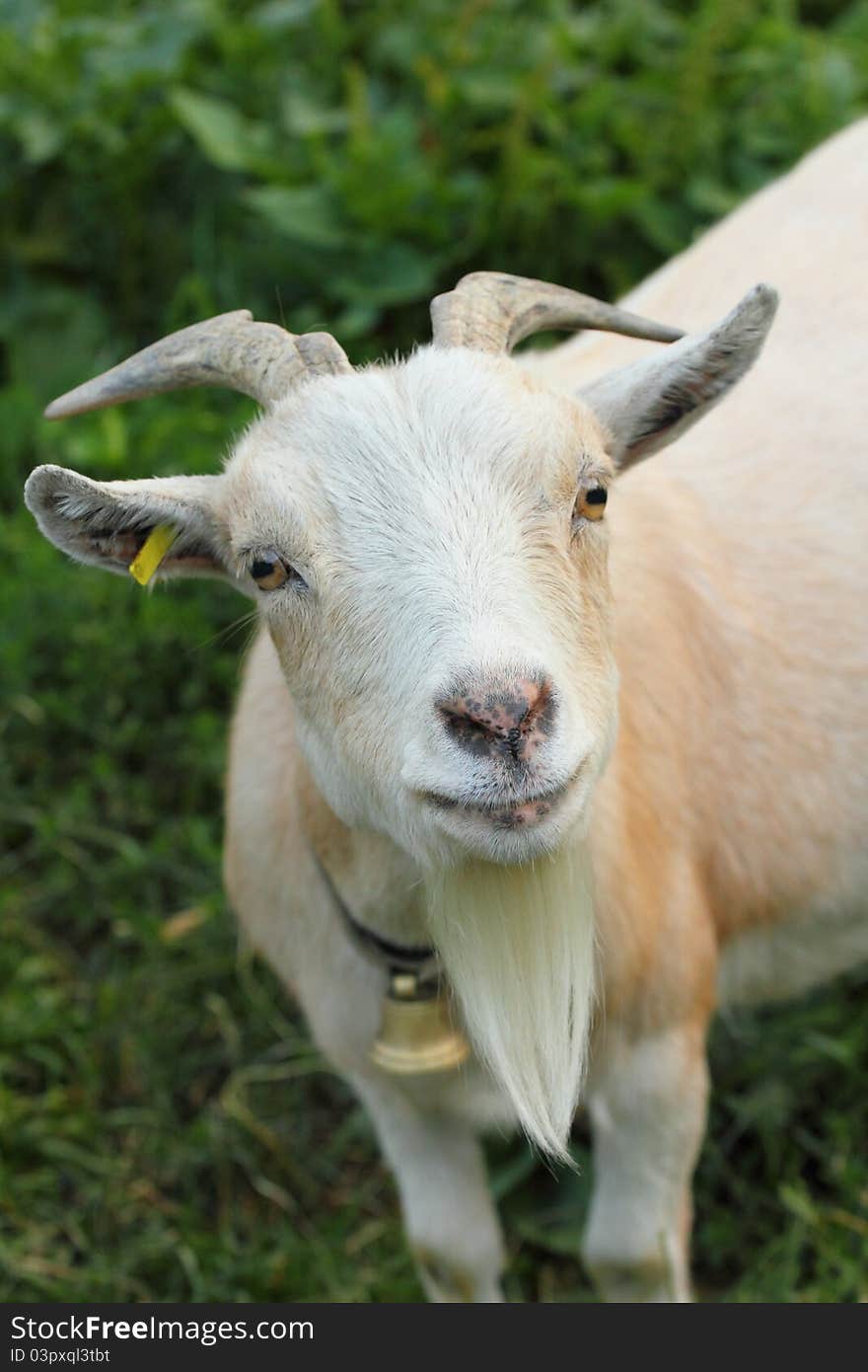 Curious goat