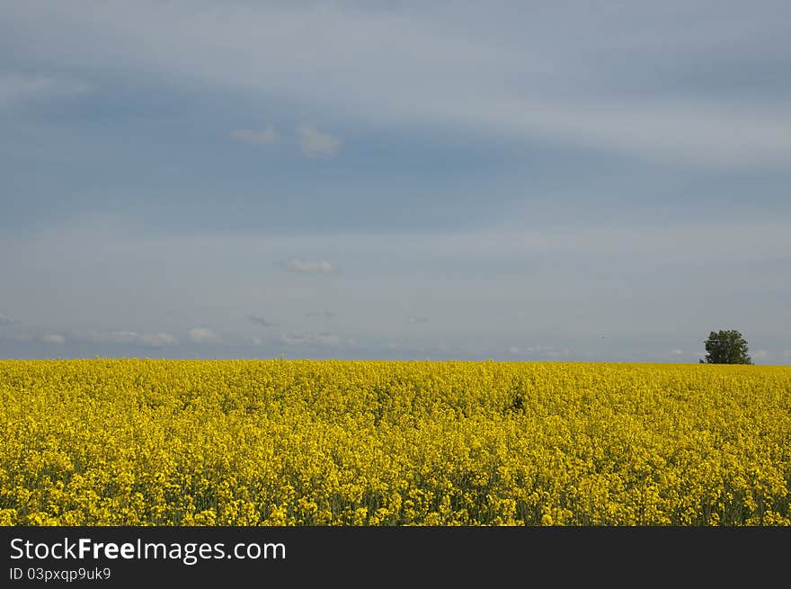 Rape field