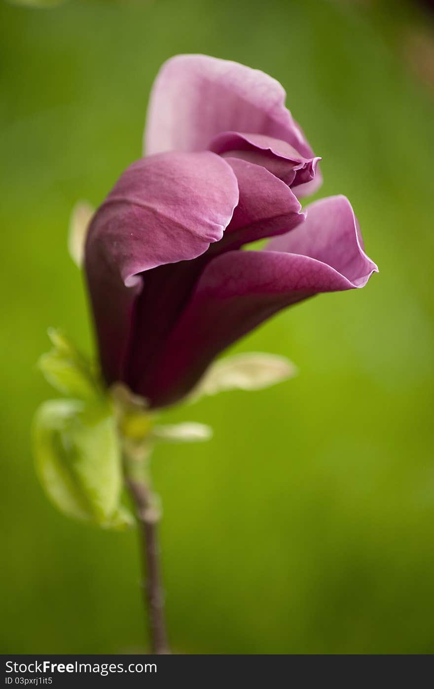 Bloom Magnolia in a garden