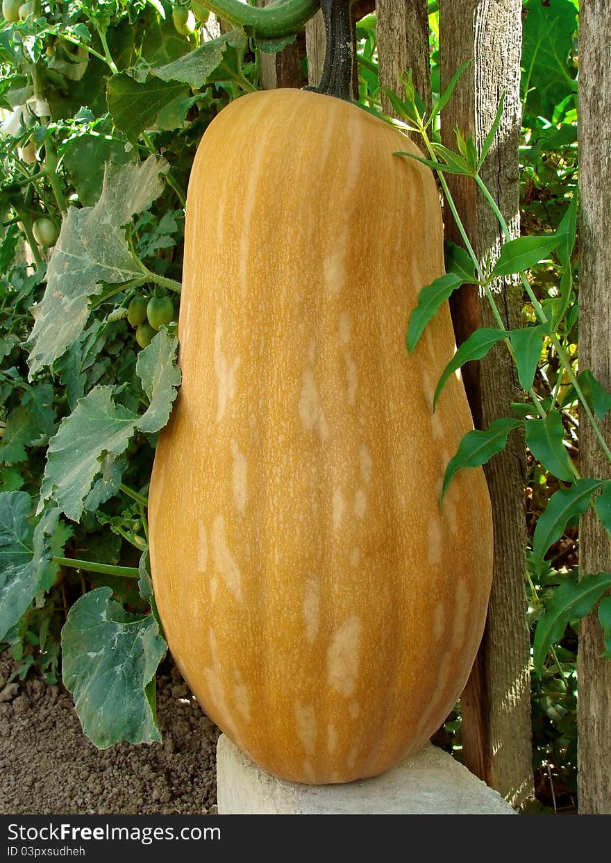 Pumpkin - Cucurbita moschata - ripening near rural fence