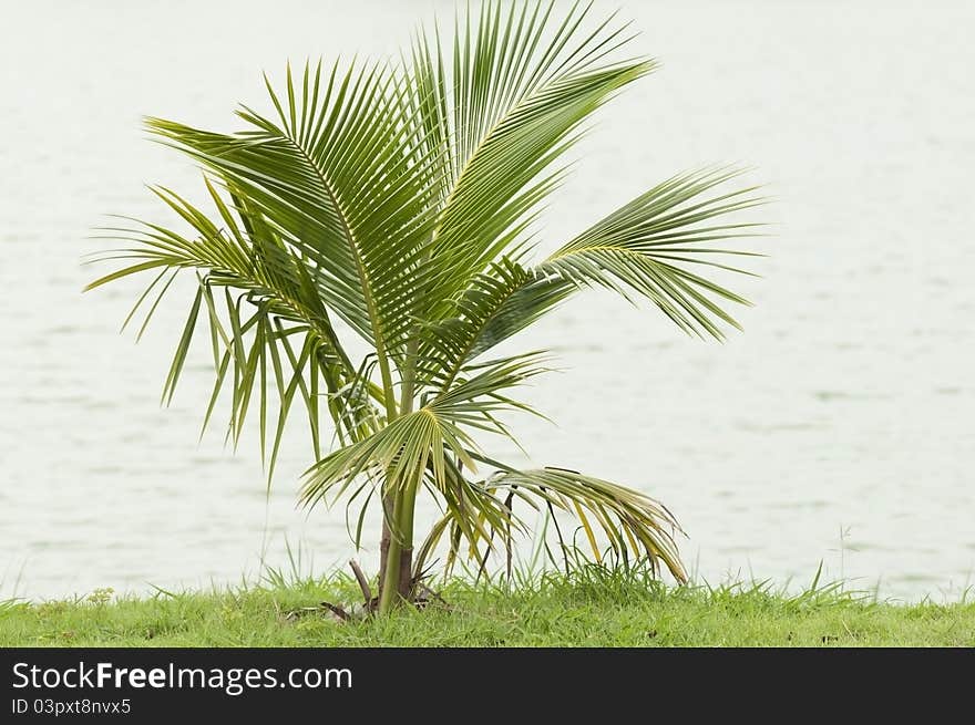 Coconut plant and green grass