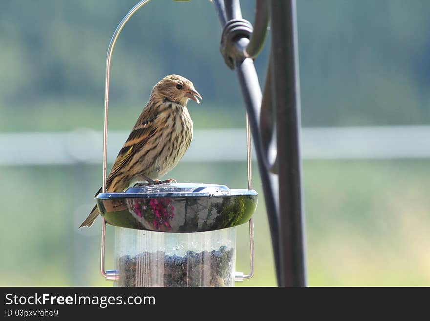 Finch On A Birdfeeder