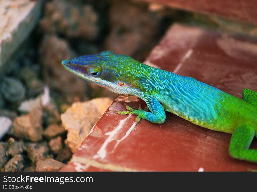 Colorful Lizard