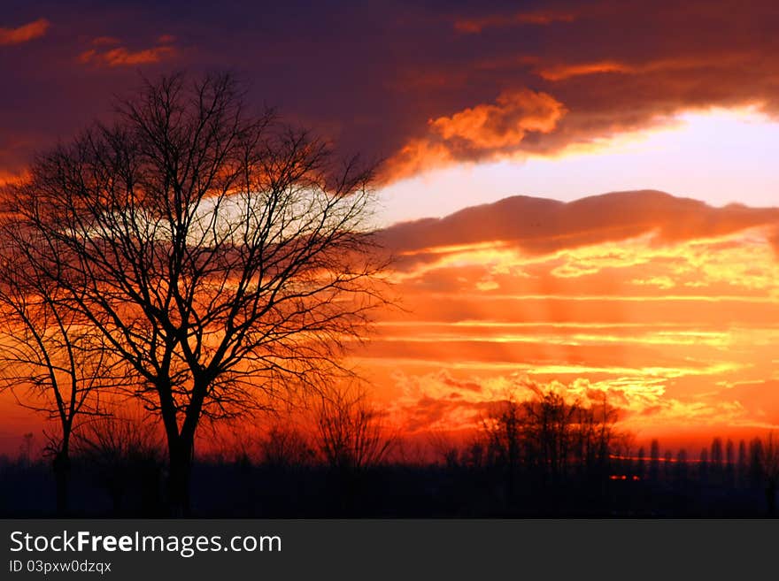 A trees at sunset with a sky full of clouds. A trees at sunset with a sky full of clouds