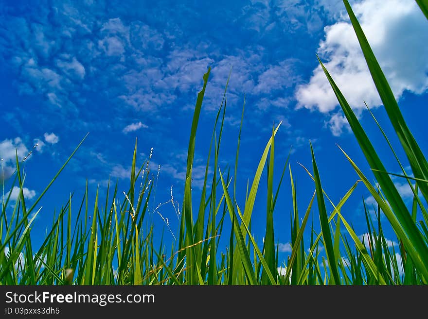 The verdancy of rice field