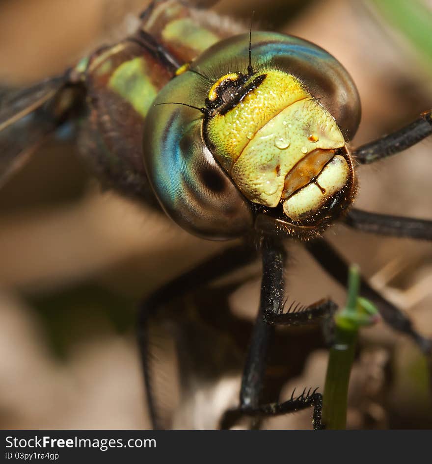 Very close macro of a colorful dragonfly.