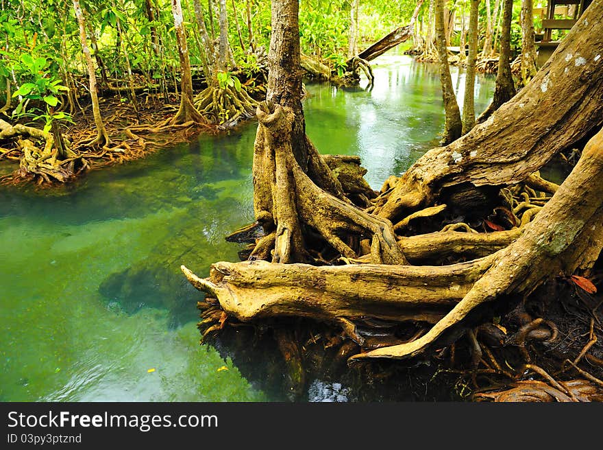 Root of water plant, Klong song nam, Krabi, Thailand