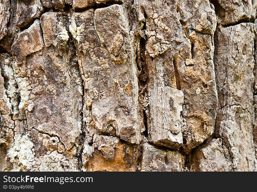 Close up old tree bark texture