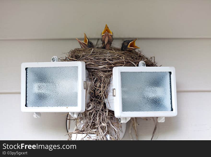 Baby Robins