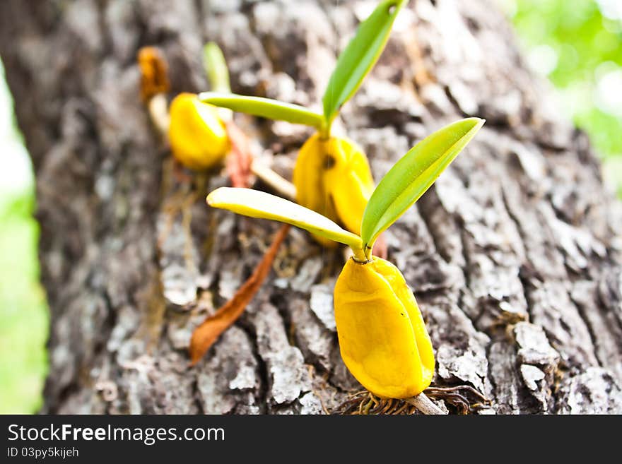 Orchid growing on tree