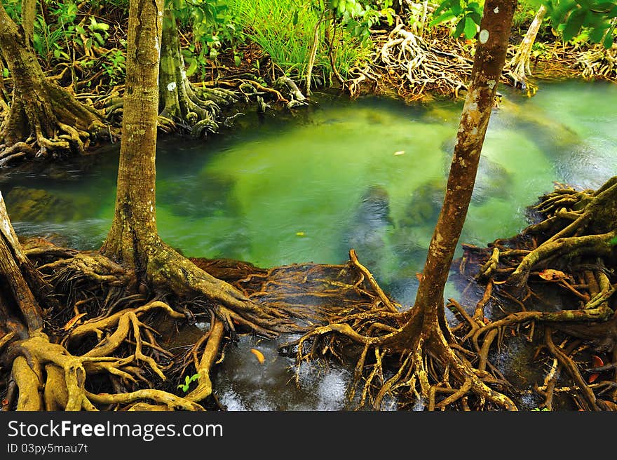 Root of water plant, Klong song nam, Krabi, Thailand