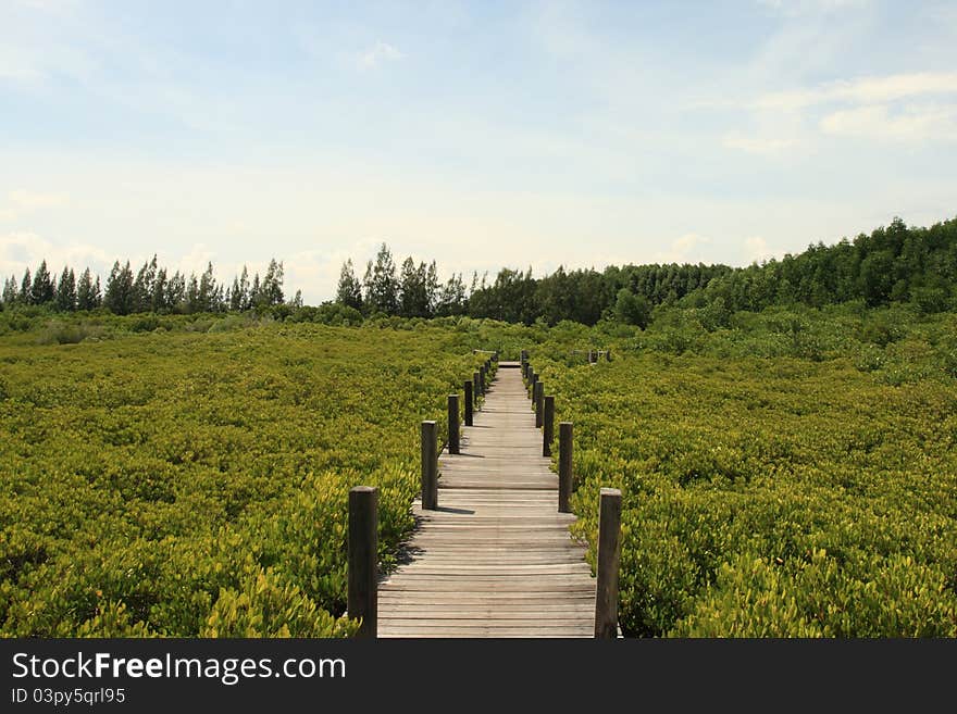 Wood Bridge In The Mangrove