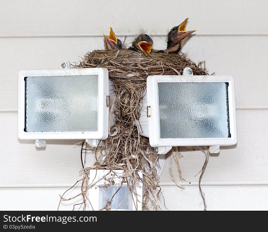 Baby Robins