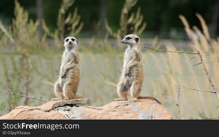 The meerkat or suricate (Suricata, suricatta), a small mammal, is a member of the mongoose family