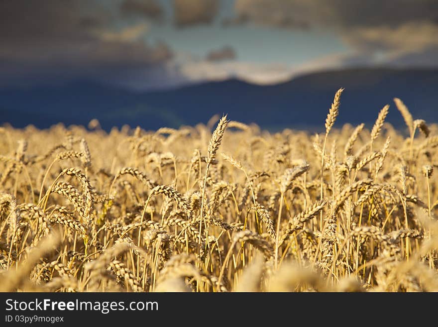 Rye Field close-up