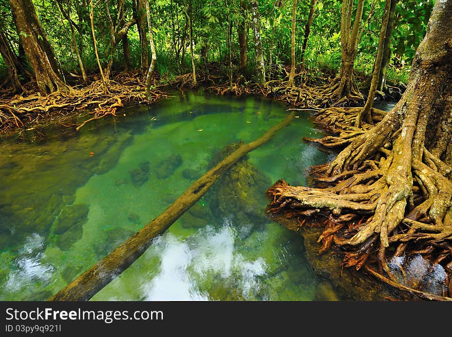 Root of water plant, Klong song nam, Krabi, Thailand