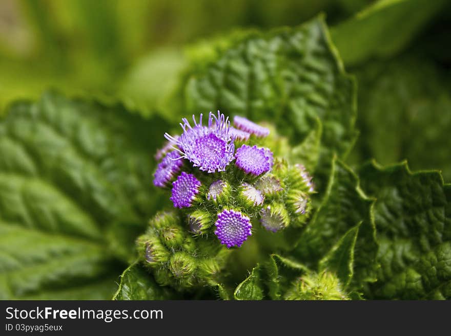 Purple flowers with green leaves