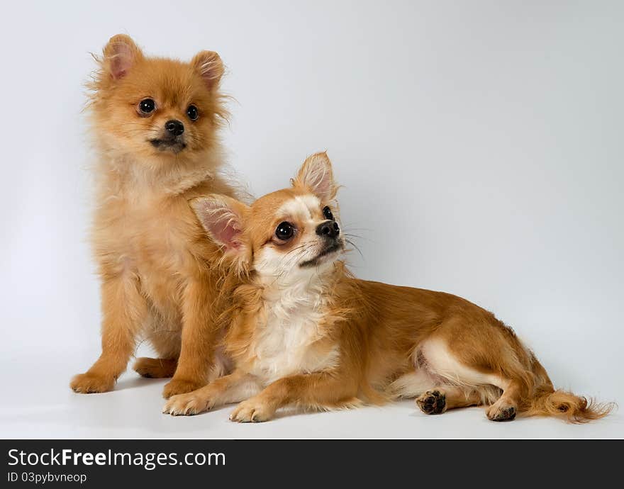 Two puppies in studio on a neutral background