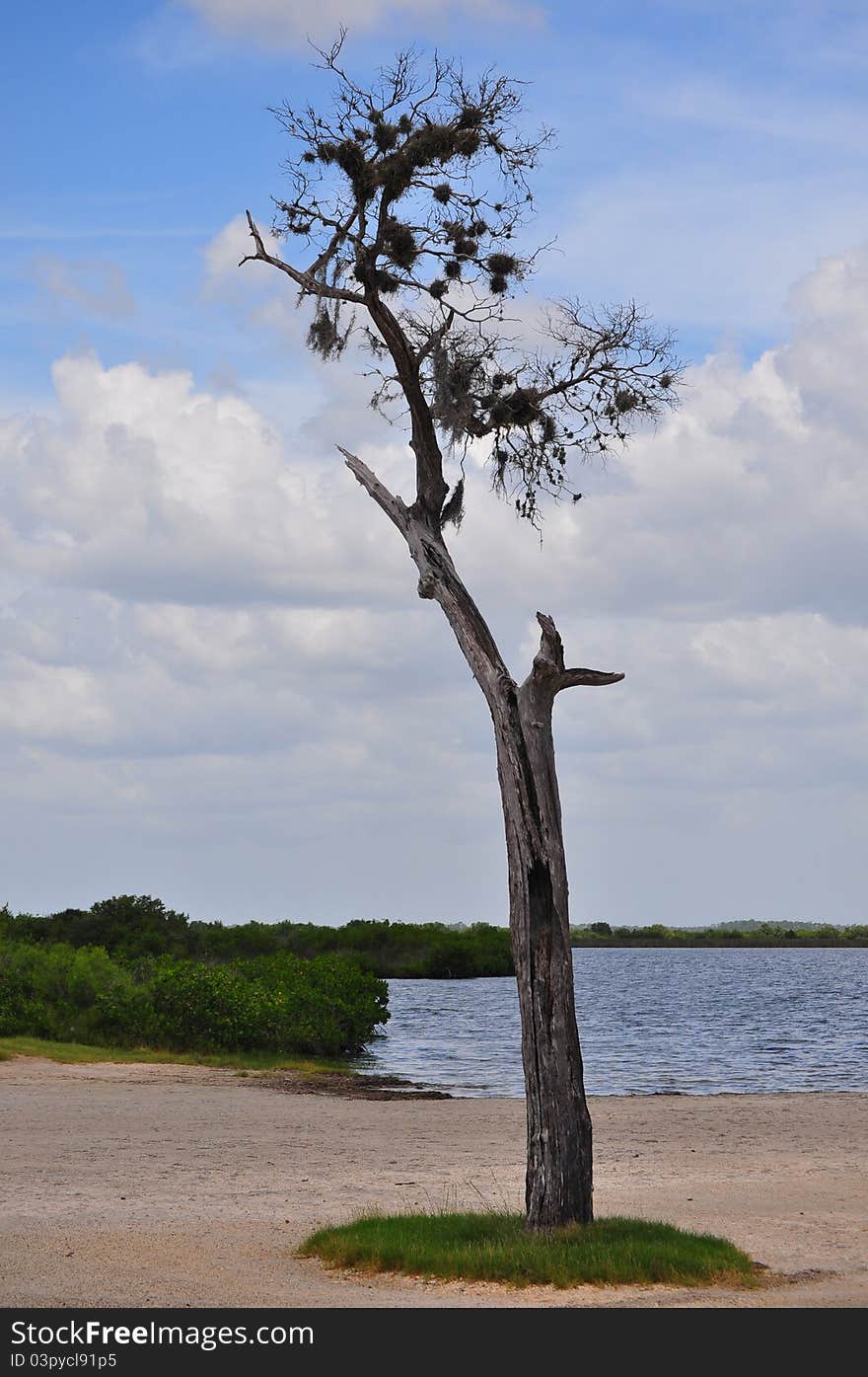 Tree on the coast of the Gulf of Mexico. Tree on the coast of the Gulf of Mexico