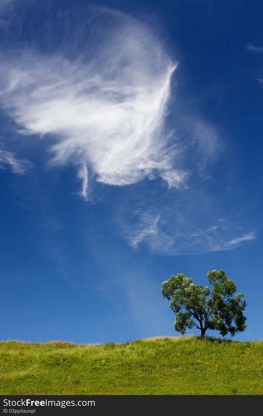 Lonely tree against the background of a beautiful blue sky