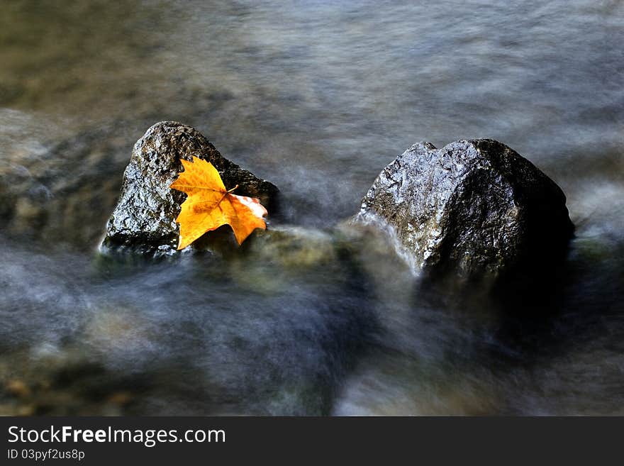 Autumn leaf lying on a rock in the creek. Autumn leaf lying on a rock in the creek