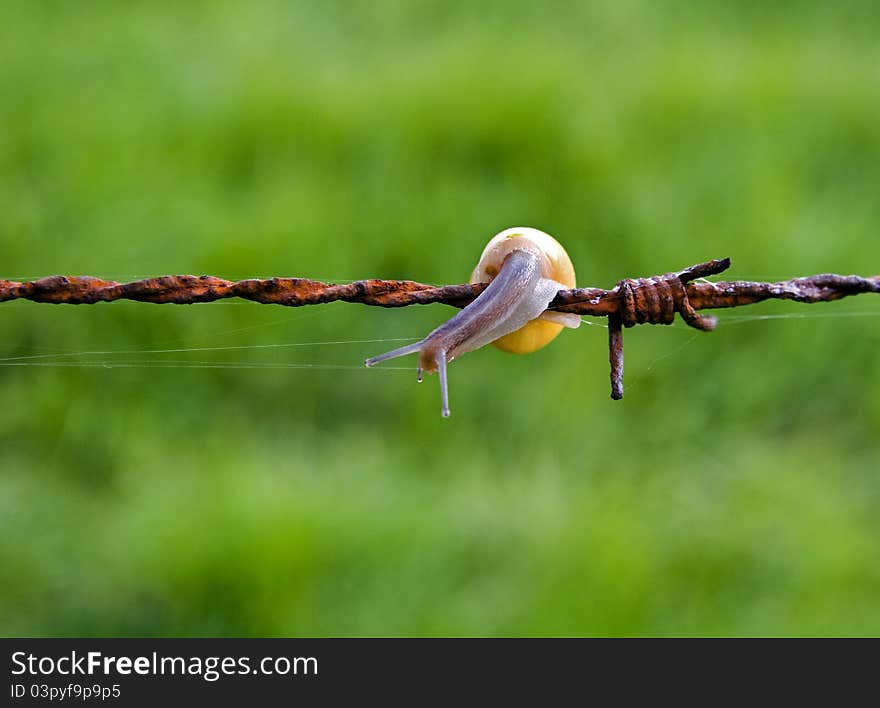 Snail On Barbed Wire