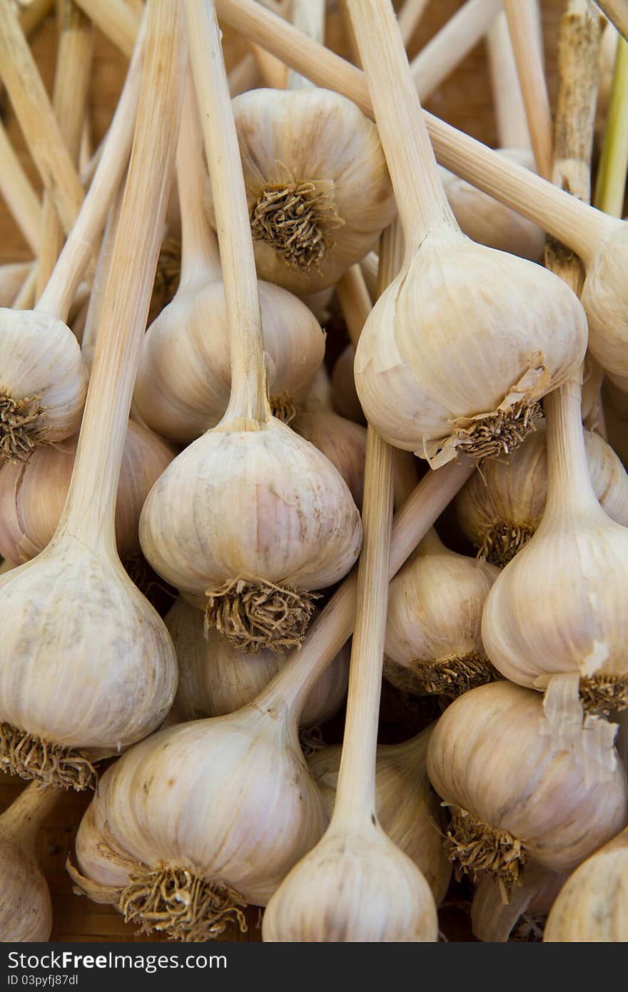 Garlic Bulbs