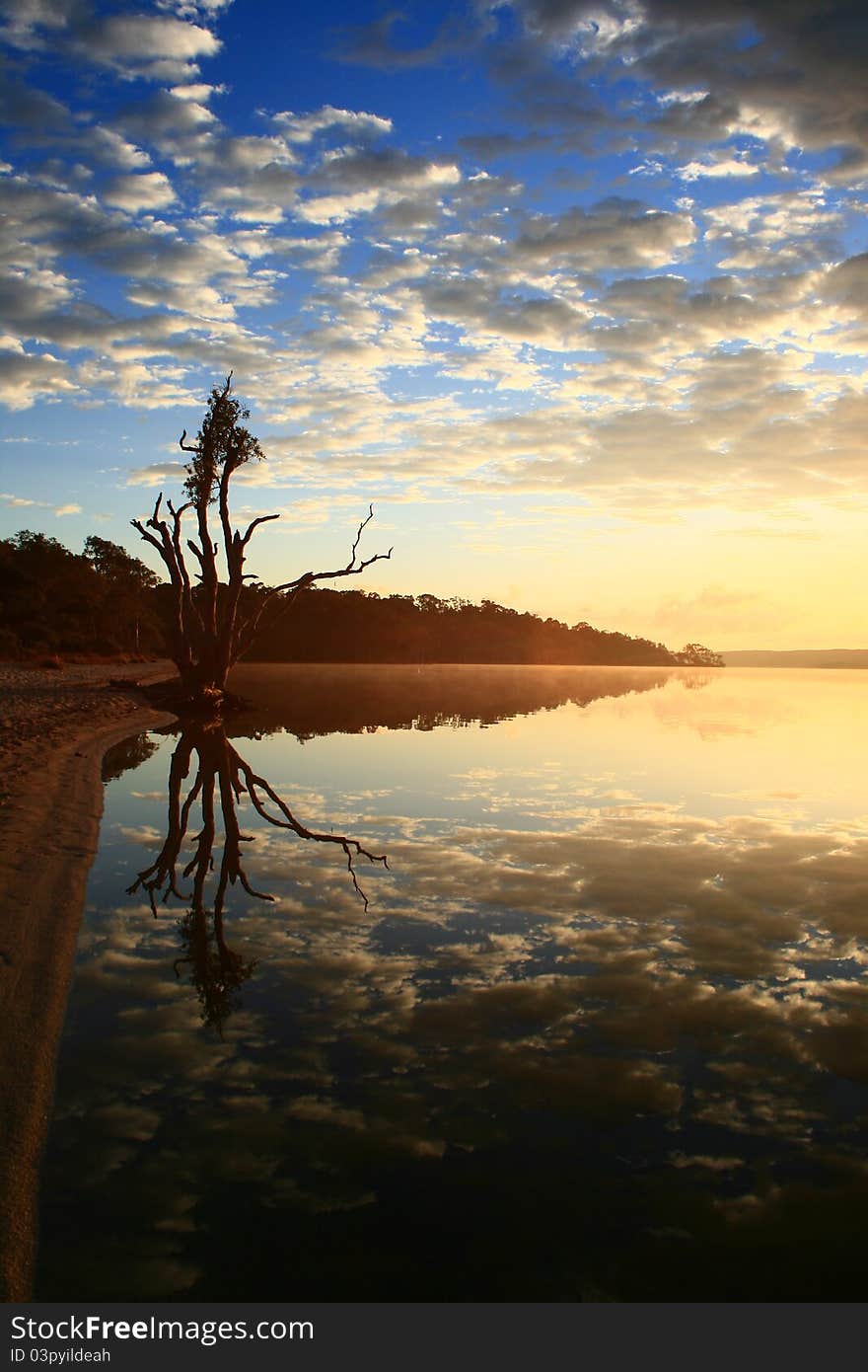 Tree on still lake