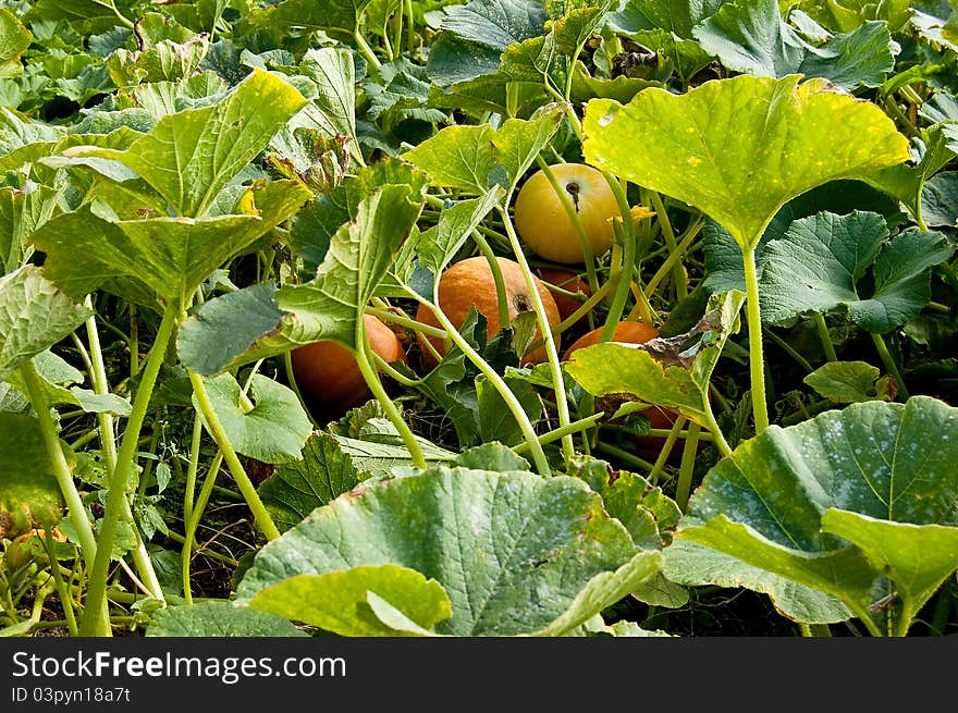 Pumpkin on the vine