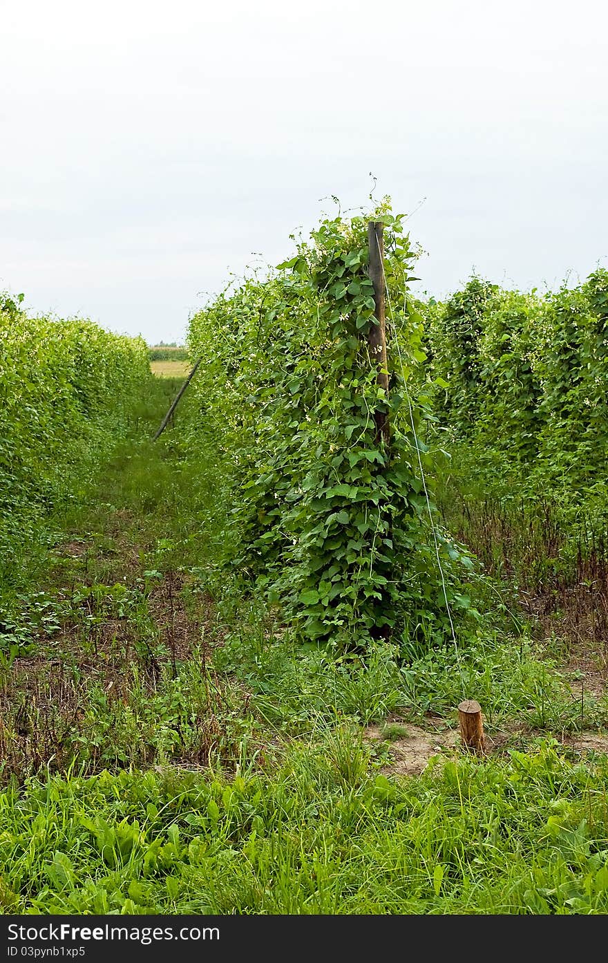 Bean climbing plants on the garden bed in the summertime with pillar from string. Bean climbing plants on the garden bed in the summertime with pillar from string