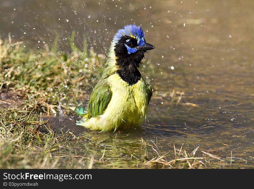 A green jay bathing in a pond. Green jays are found in southern Texas and Mexico. A green jay bathing in a pond. Green jays are found in southern Texas and Mexico.