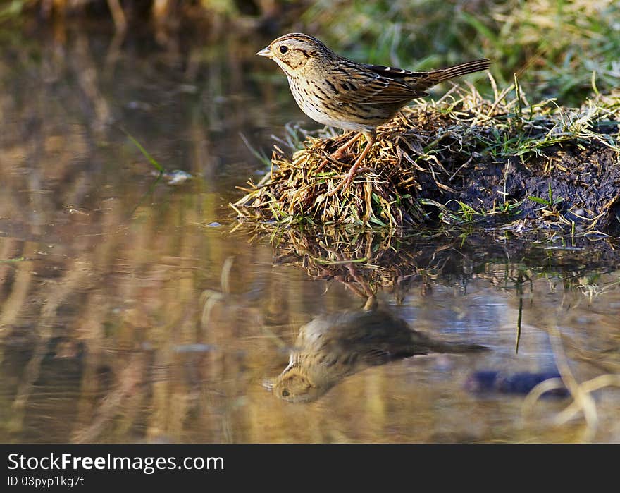 A Lincoln's sparrow with his image reflected in a small pond where he is going for a drink of water.  Lincoln's sparrows are a native species in the United States. A Lincoln's sparrow with his image reflected in a small pond where he is going for a drink of water.  Lincoln's sparrows are a native species in the United States.