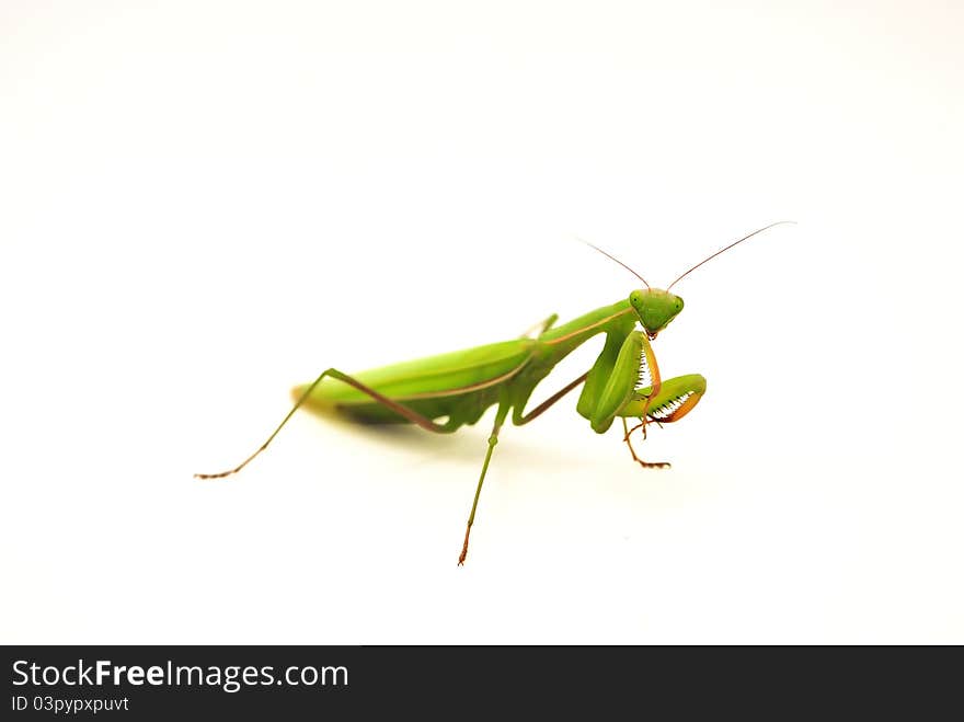 Praying Mantis