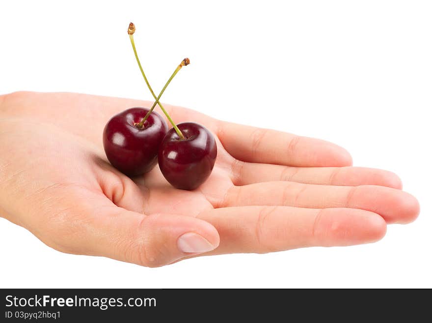 Red ripe cherries in the hand over white background