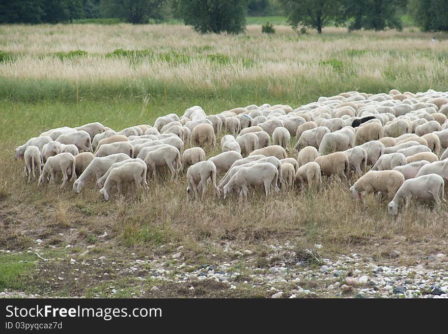 Flock of sheep grazing in a meadow