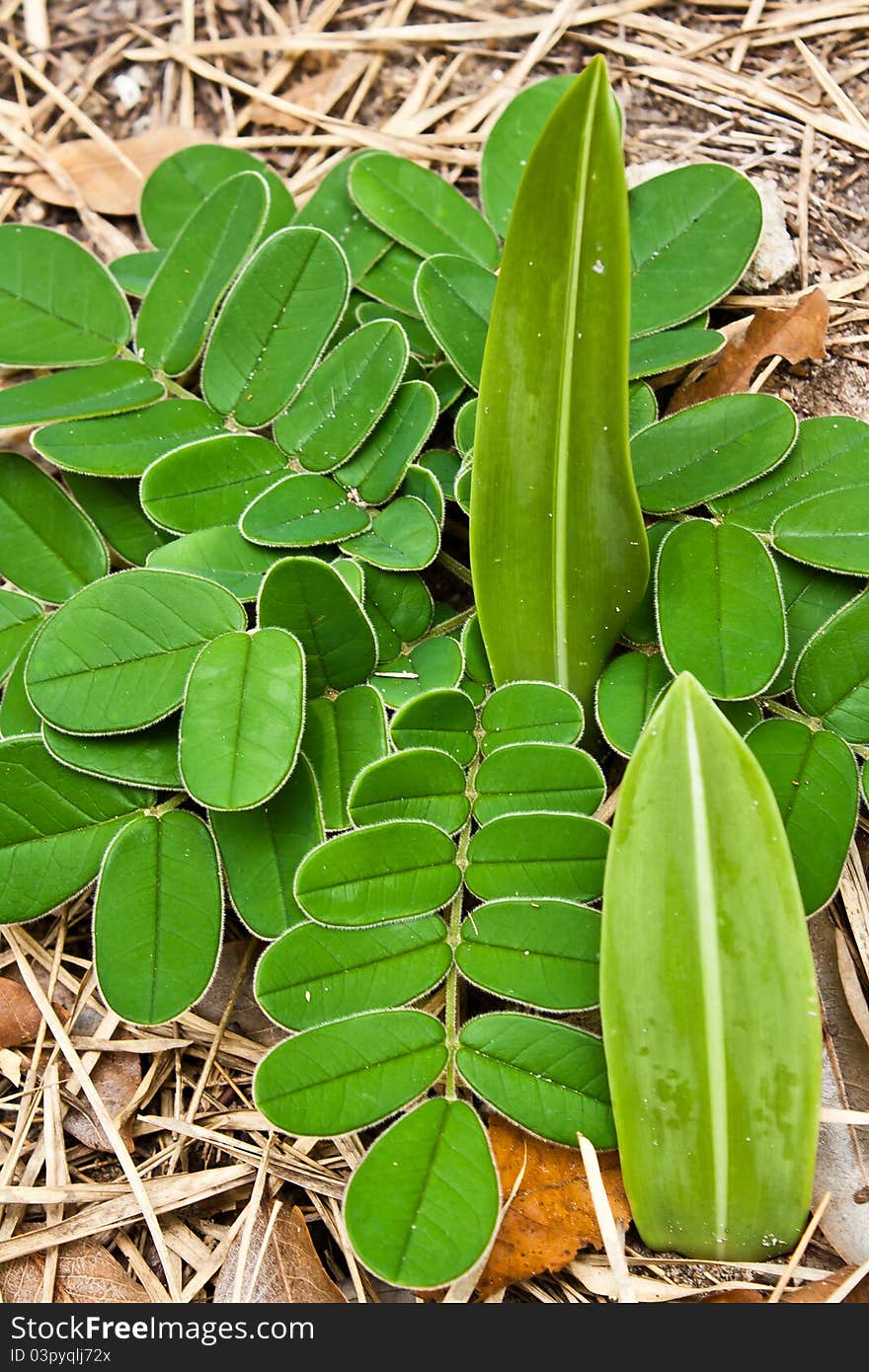 Small plant grown from earth