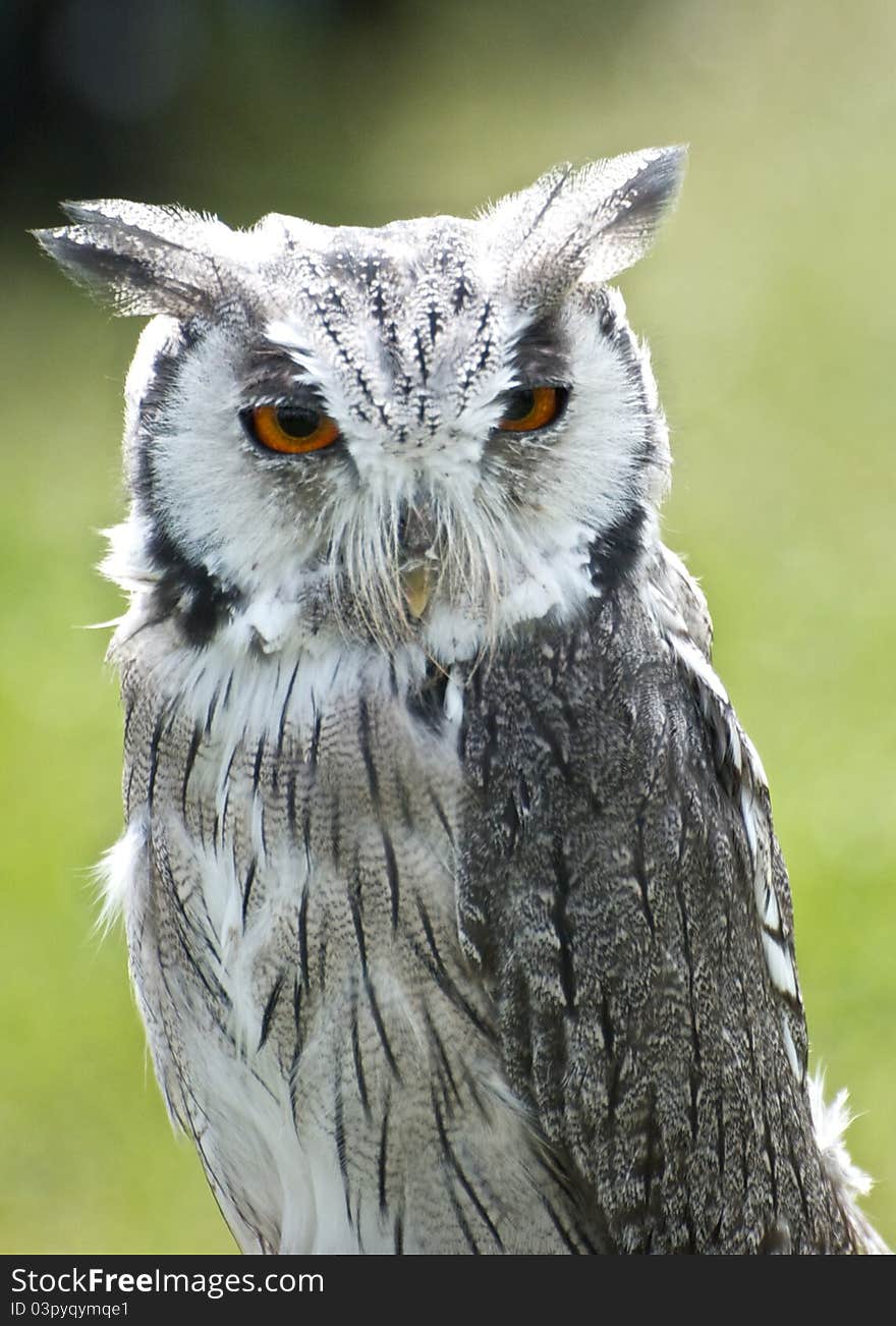 Tiny Scops owl with distinctive ears and large orange eyes