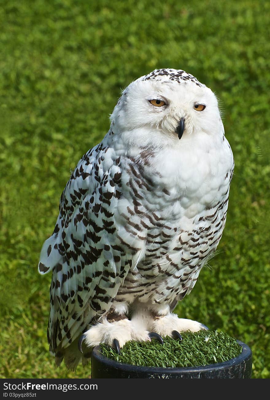 Large, female Snowy owl with black markings which distinguish her from the male.