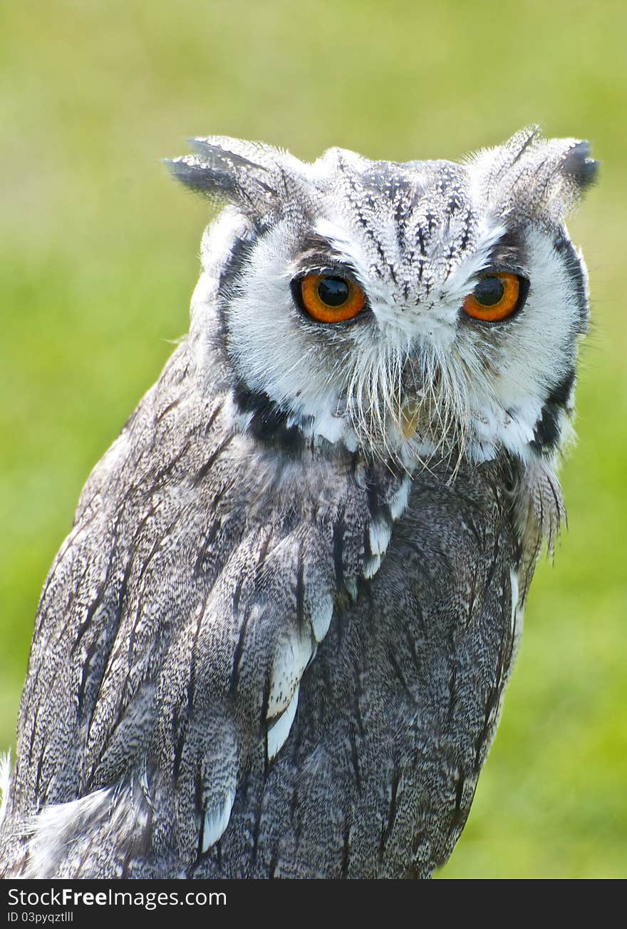 Tiny Scops owl with distinctive ears and large orange eyes