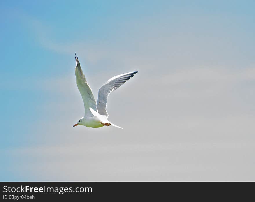 Common gull (Seagull) flying high against blue sky. Common gull (Seagull) flying high against blue sky