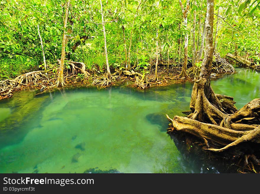 Root of water plant, Tapom, Krabi, Thailand